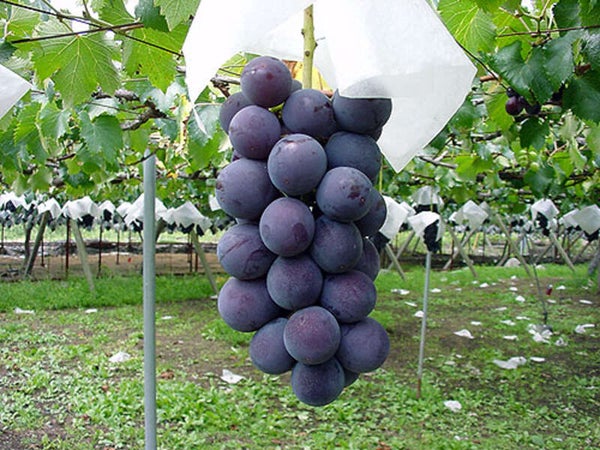 【埼玉県内発】 TVでも話題・予約困難!桔梗屋「桔梗信玄餅」詰め放題体験とぶどうの王様『巨峰』狩り食べ放題♪うれしい巨峰1房お土産付3